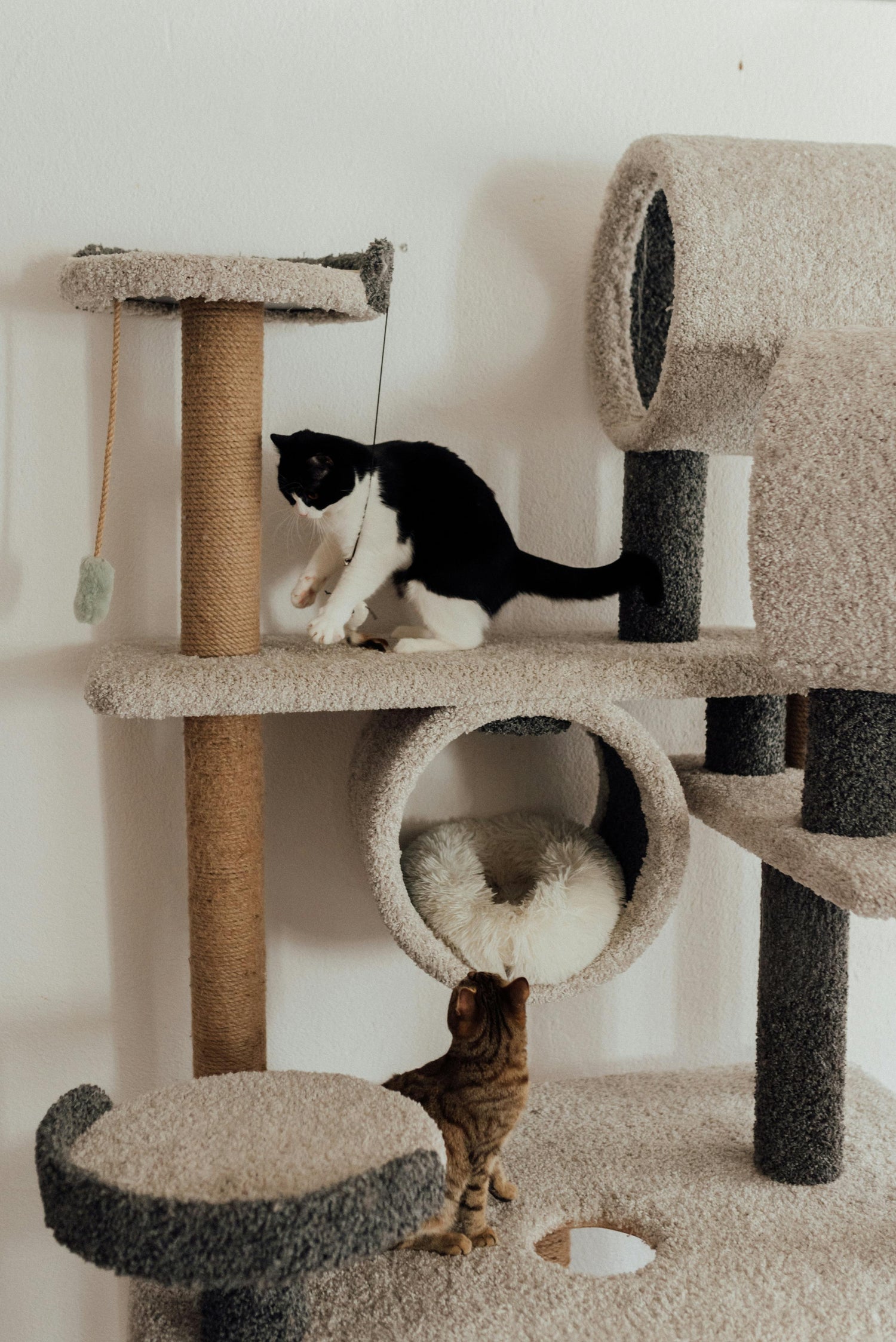 pet supplies