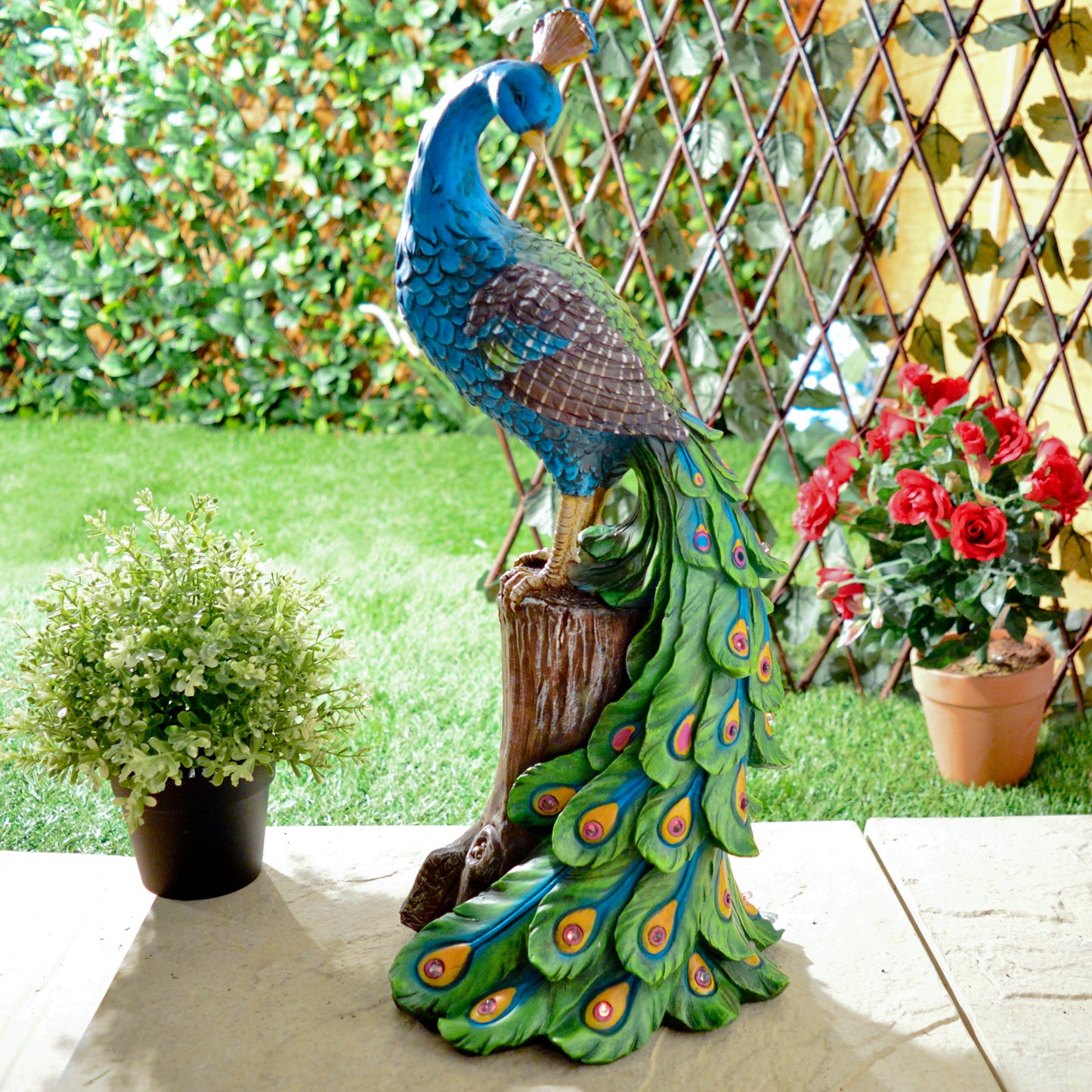 Solar Peacock