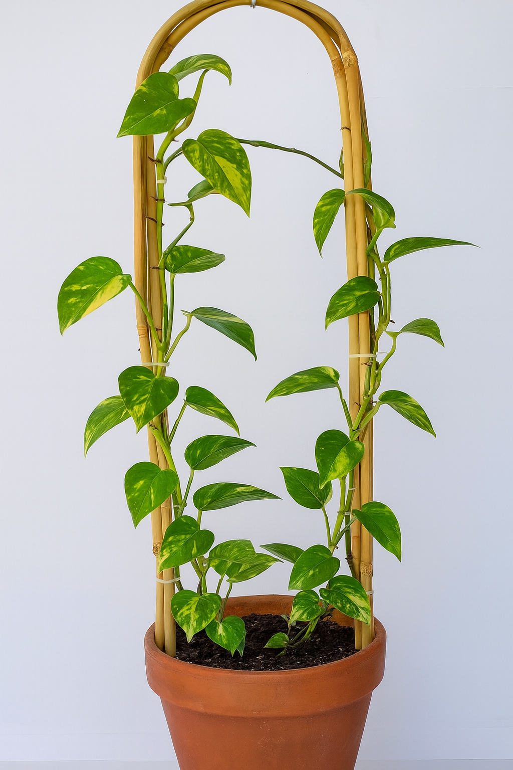 Bamboo Plant Support Arches  Set of 3